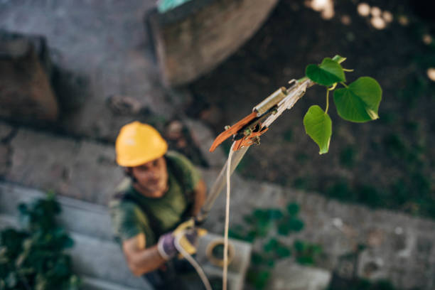 Best Storm Damage Tree Cleanup  in Louisvle, IL